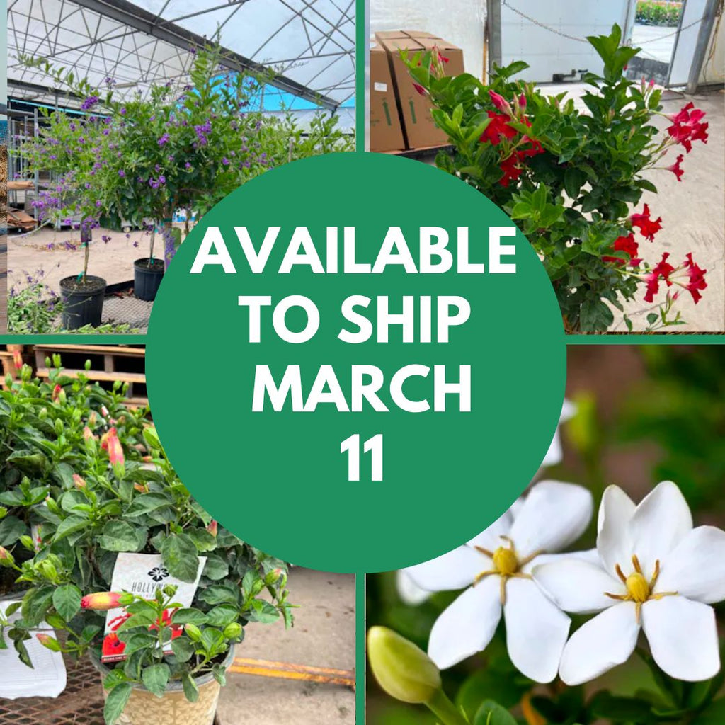 Our Spring Tropical Plants Are Almost Ready!