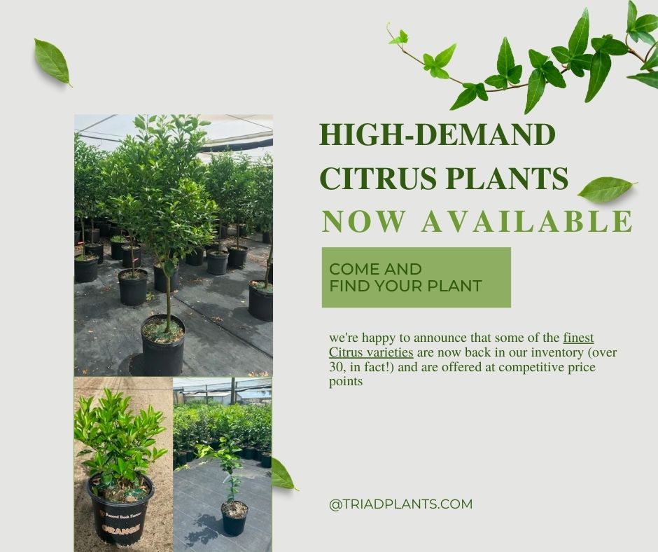 High-Demand Citrus Plants Now Available