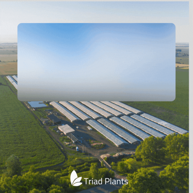 Triad Plants Wholesale Premium Tropical Plants and Rare Foliage