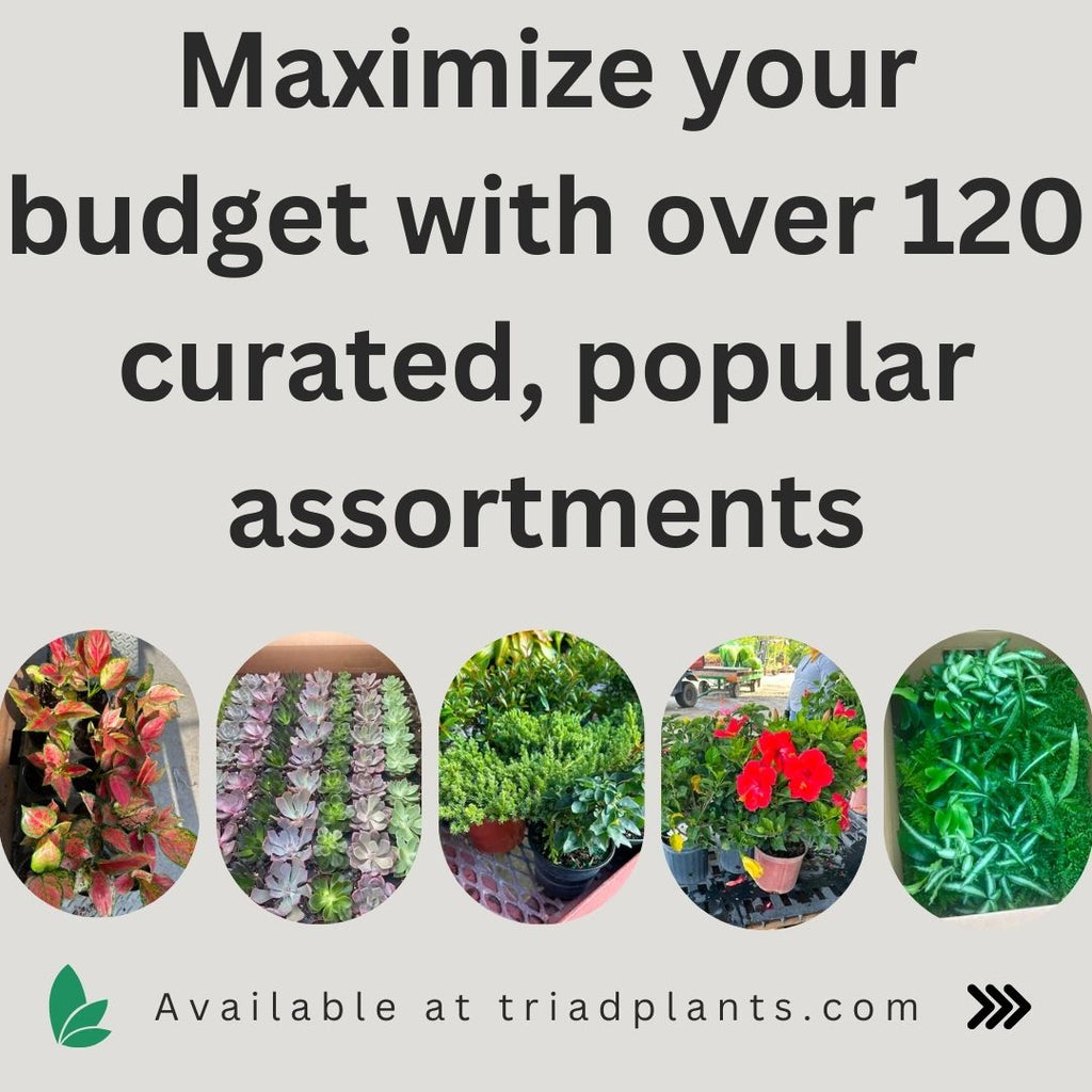 Maximize your budget with over 120 curated, popular assortments