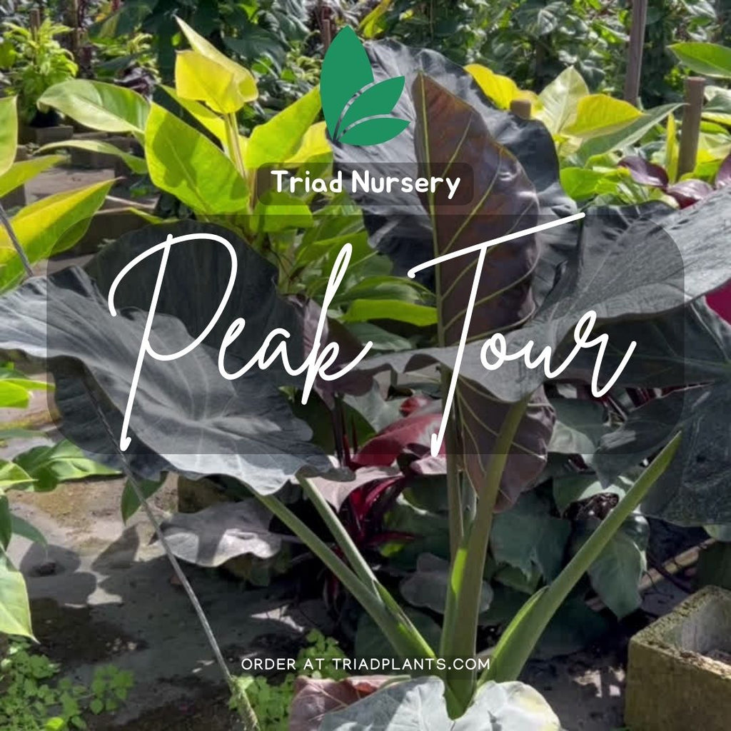 Last chance to Ship Wholesale Tropical Plants Before Mother's Day (check out the latest virtual tour)