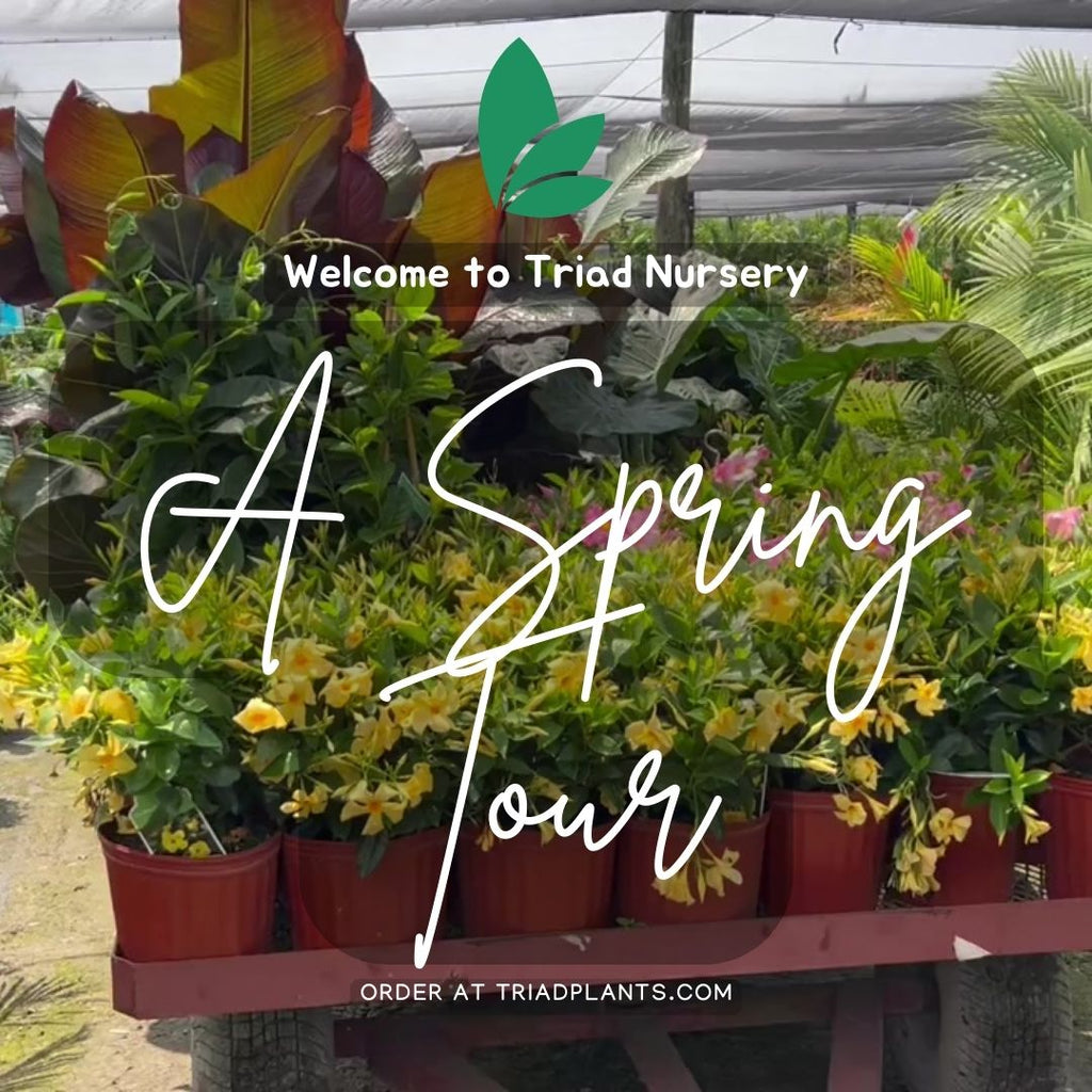 A Spring Virtual Tour at Triad Plants Nursery!