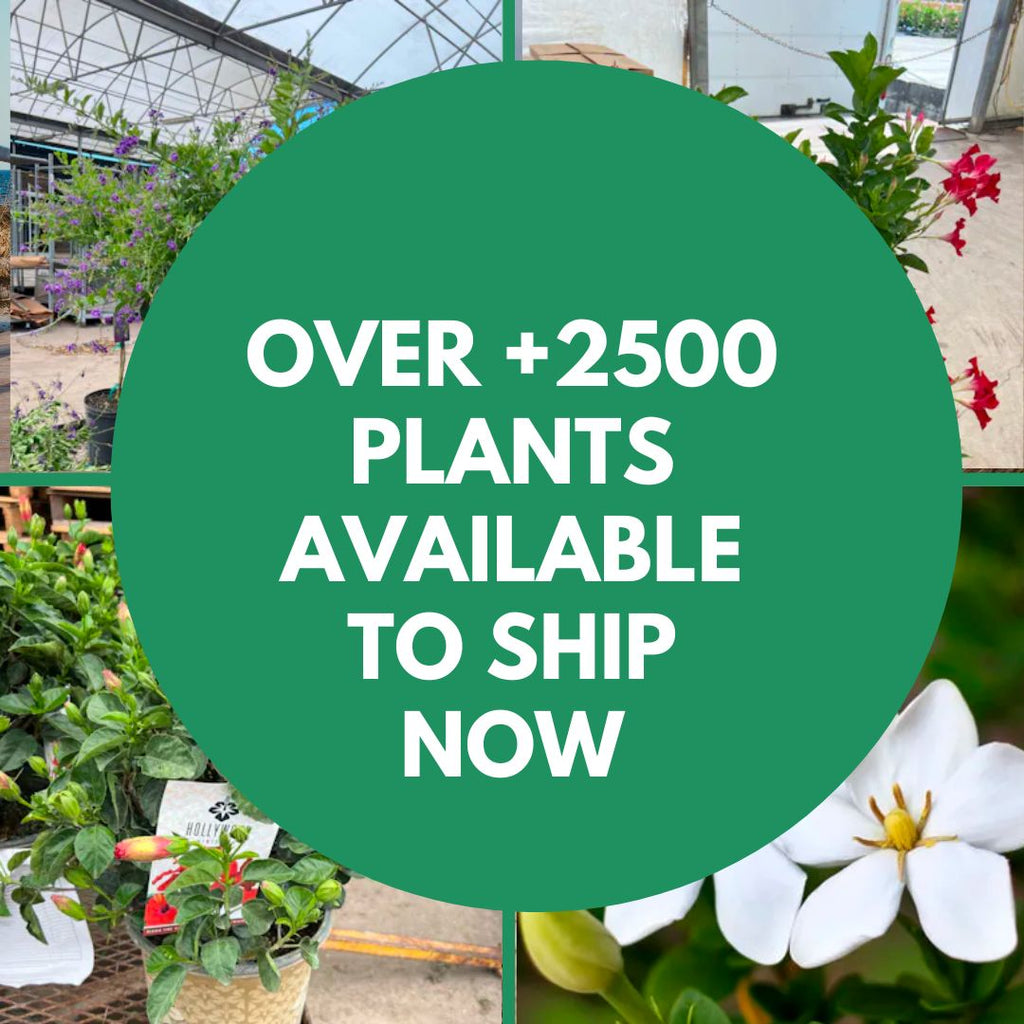 New Wholesale Tropical Plants Availability List - 2500+ Plants