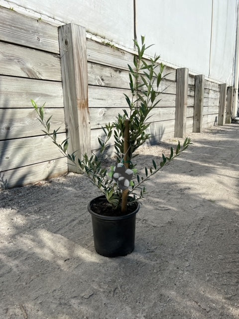 Fruit Arbequina Olive Tree