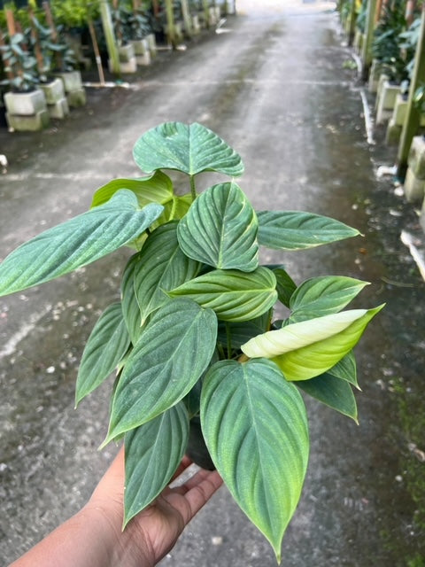 Philodendron Fuzzy Petiole