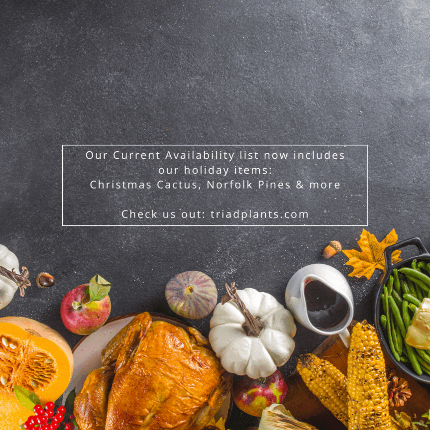 Triad Plants Wholesale Premium Tropical Plants And Rare Foliage triad-plants-wholesale-premium-tropical-plants-and-rare-foliage