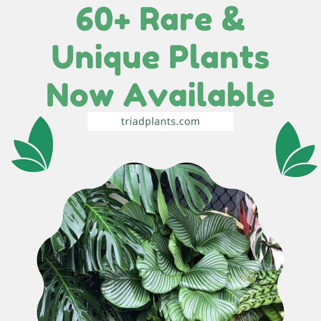 60+ Rare & Unique Plants Now Available