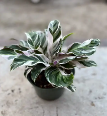 Boost Sales with These Trending Low-Maintenance Tropicals 🌿