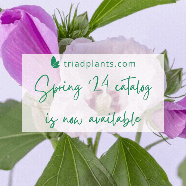 Spring '24 Pre-Book List - Available Now!