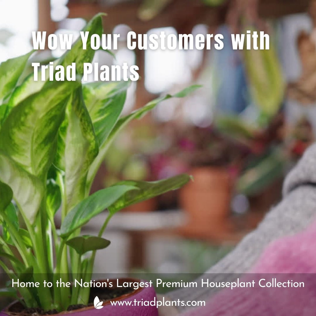 Home to the Nation's Largest Premium Houseplant Collection for wholesalers