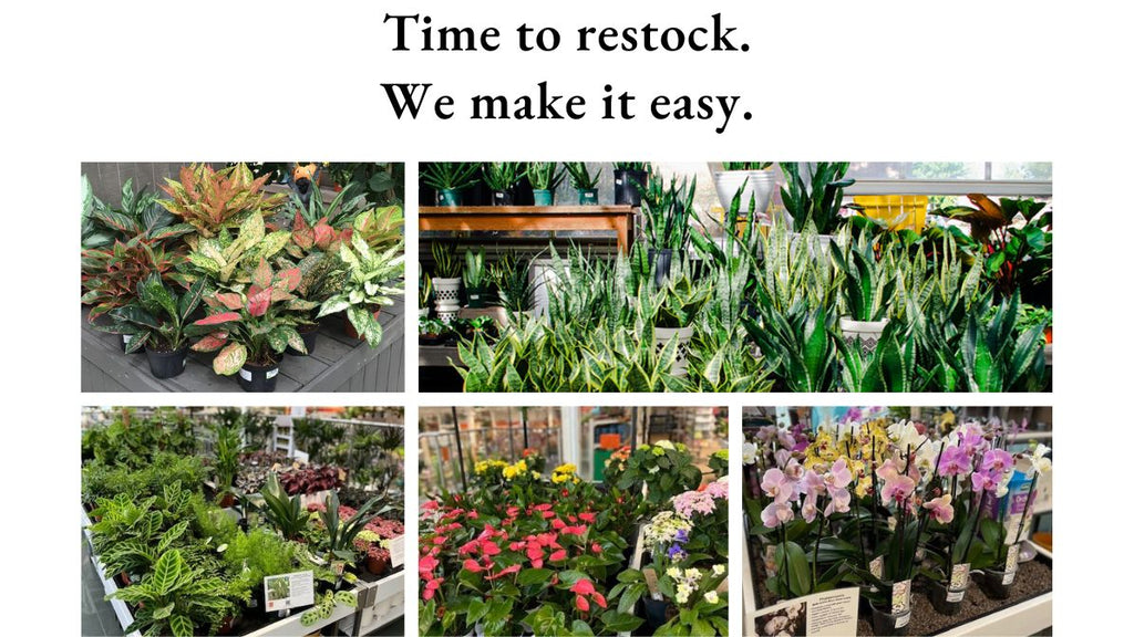 Time to Restock your Tropical Plants. We make it easy.