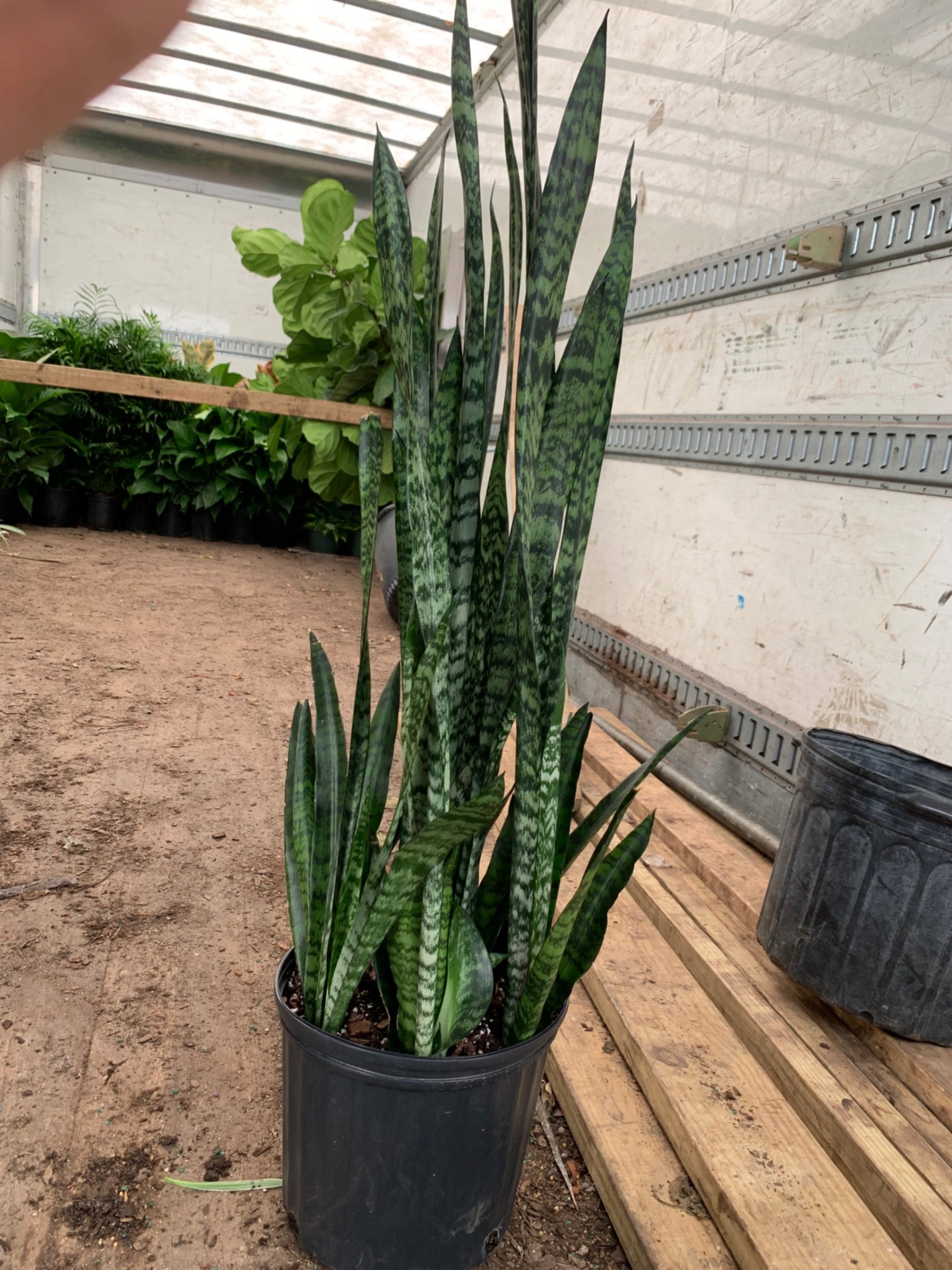 Triad Plants: Wholesale Premium Tropical Plants and Rare Foliage