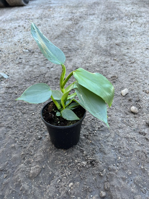 Triad Plants: Wholesale Premium Tropical Plants and Rare Foliage