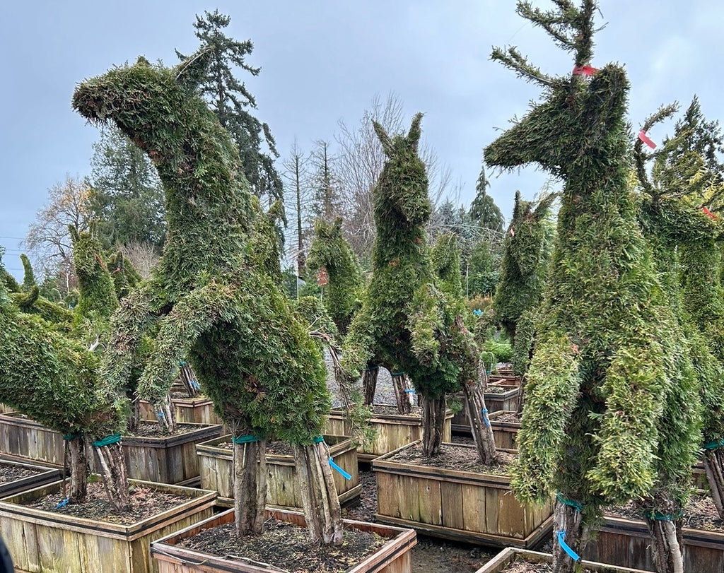 Trees and Shrubs wholesale