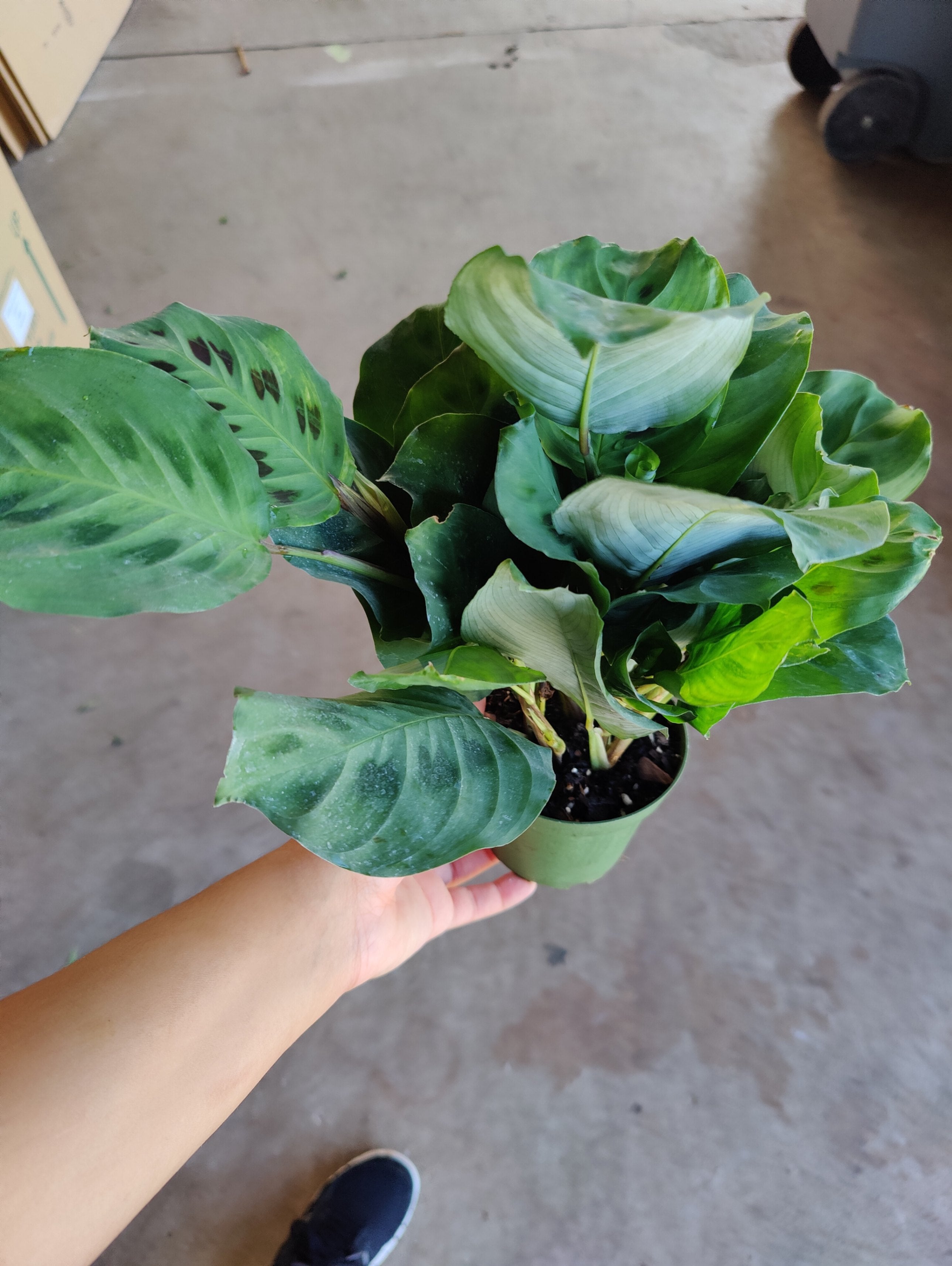 Maranta Assorted Triad Plants: Wholesale Premium Tropical Plants and Rare Foliage