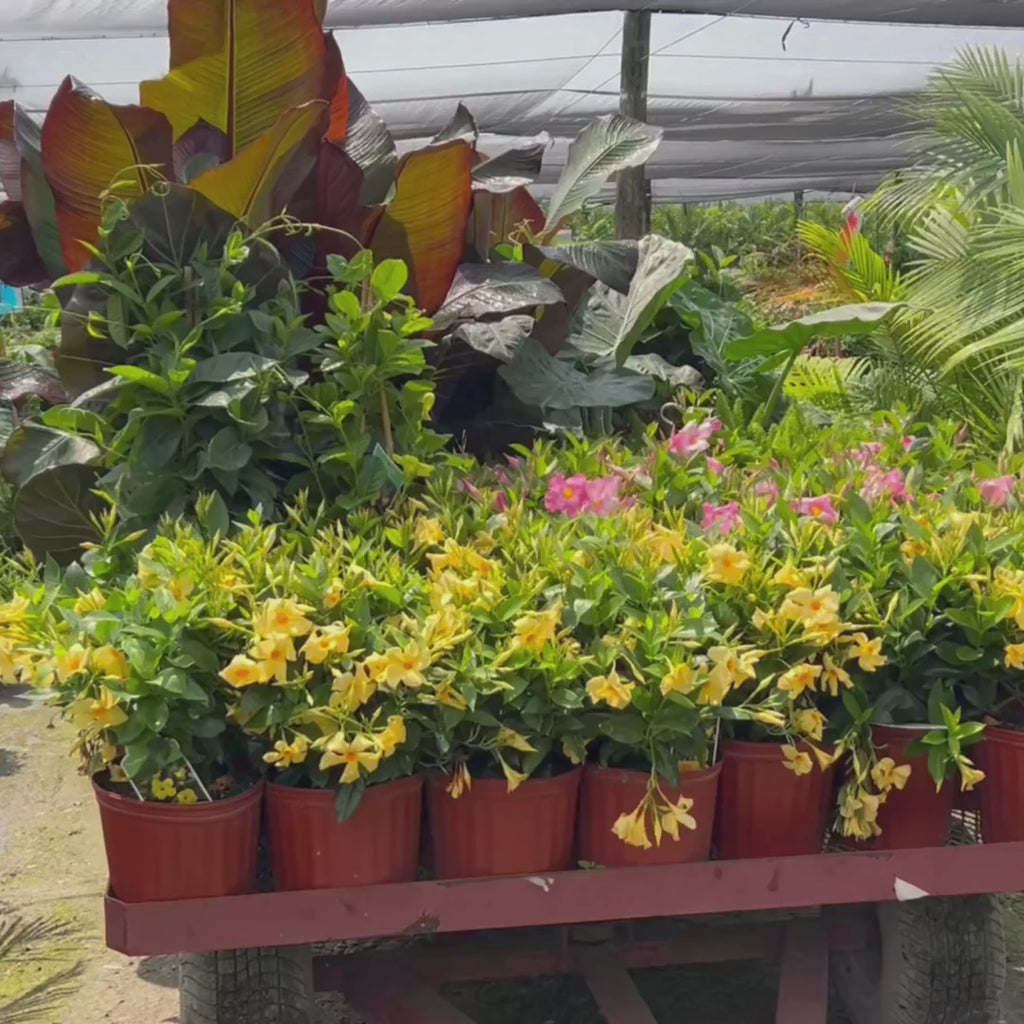 Triad Plants. Nursery Spring Wholesale Tour