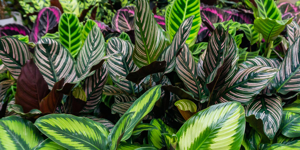 Triad Plants Wholesale Premium Tropical Plants And Rare Foliage triad-plants-wholesale-premium-tropical-plants-and-rare-foliage